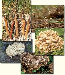 Cordyceps Sinensis (Aweto) Cordyceps Sinensis (Aweto)
