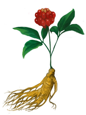 Panax Ginseng Panax Ginseng