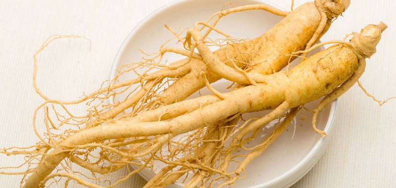 Panax Ginseng Panax Ginseng