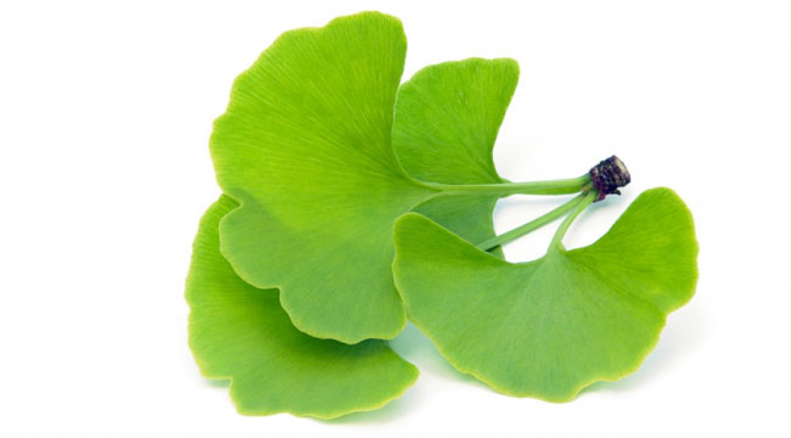 Ginkgo Biloba Ginkgo Biloba