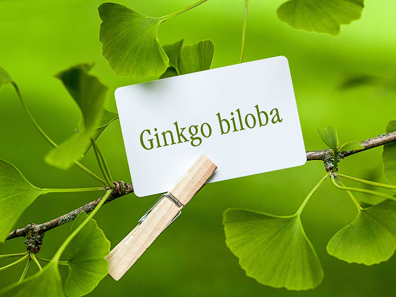 Ginkgo Biloba Ginkgo Biloba