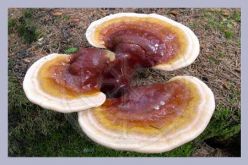 Lingzhi, Ganoderma Lucidum Lingzhi, Ganoderma Lucidum