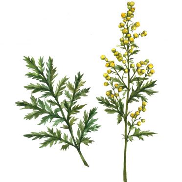 Artemisia annua