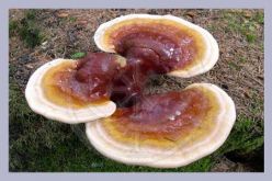 Lingzhi, Ganoderma Lucidum