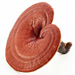 Ganoderma